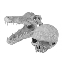 Fossilien - Knochen