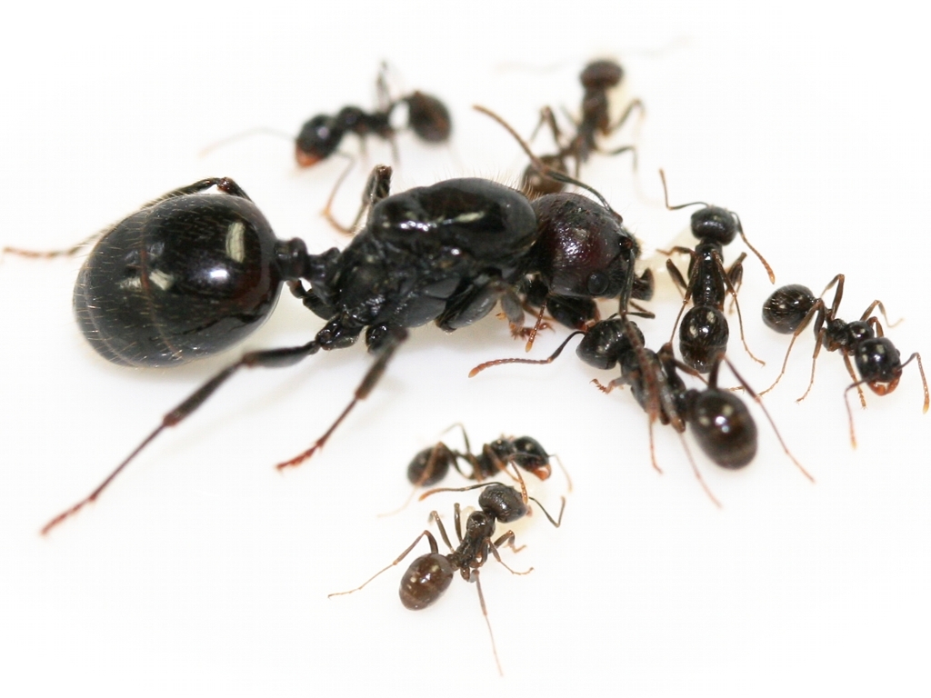Messor barbarus Messor barbarus