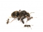 Lasius niger (Schwarze Wegameise)