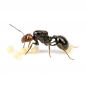 Bundle Offer - Messor angularis