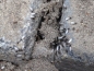 Lasius niger ( Schwarze Wegameise)