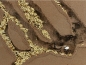 Messor barbarus