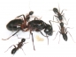 Camponotus ligniperdus (Braunschwarze Rossameise)