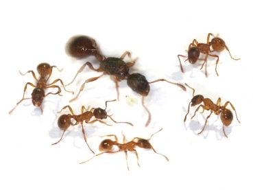 Myrmica ruginodis