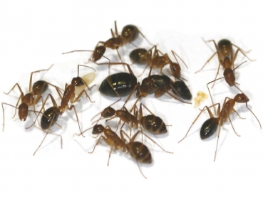 Camponotus cf. albosparsus