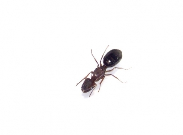 Camponotus cf. punctulatus