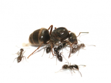 Lasius niger (Schwarze Wegameise)