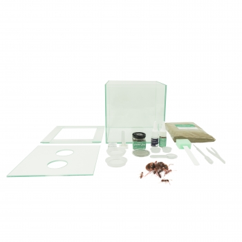 ANTSHOP - Switzerland - Ameisenshop - Ameisen kaufen - Leisten und