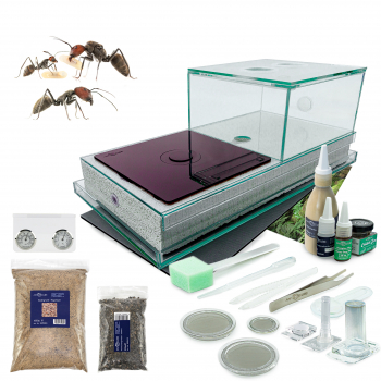 Bundle Offer - Camponotus singularis