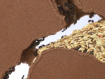 Bundle Offer - Messor barbarus