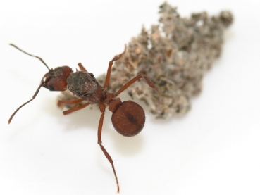 Acromyrmex spec. aus Brasilien