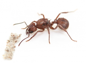 Acromyrmex cf. fracticornis