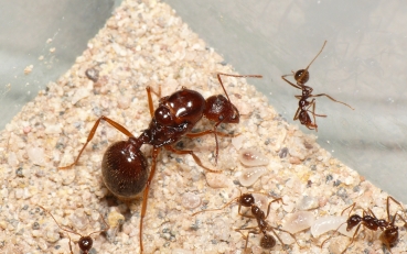 Aphaenogaster longiceps