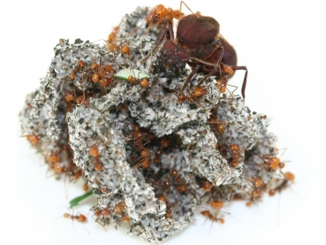 Atta cephalotes (bicolor)