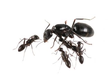 Camponotus aethiops