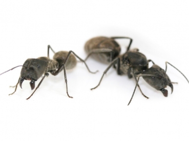 Camponotus sp. "chinensis"