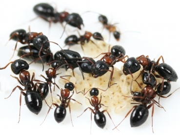 Camponotus dalmaticus