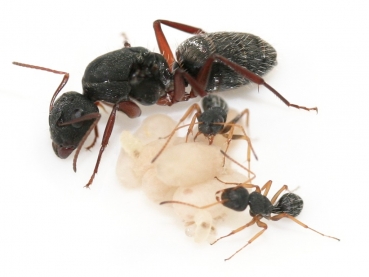 Camponotus flavomarginatus