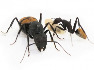 Camponotus fulvopilosus (goldfarbend)