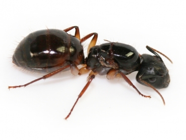 Camponotus cf. iheringi