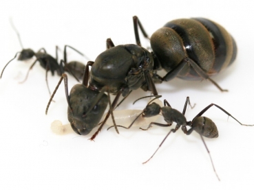 Camponotus pseudolendus