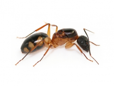 Camponotus substitutus (dunkle Variante)