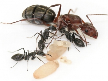 Camponotus vestitus