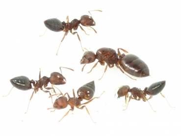 Crematogaster rogenhoferi