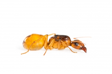 Camponotus fedtschenkoi/ turkestanus