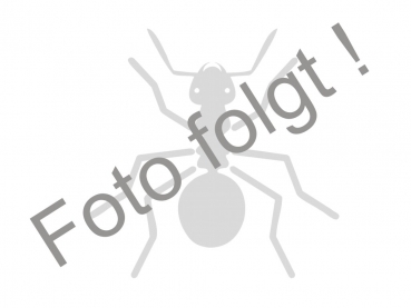 Lepisiota rothneyi wroughtonii Plagiolepsis rothneyi wroughtonii