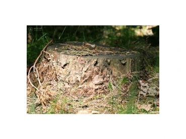 Fotorückwand - Wald - 30x20 - quer