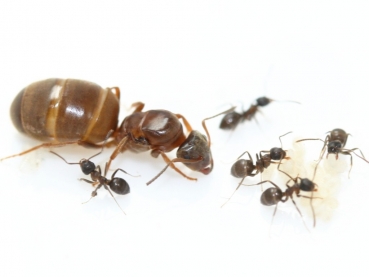 Lasius brunneus (Braune Holzameise)