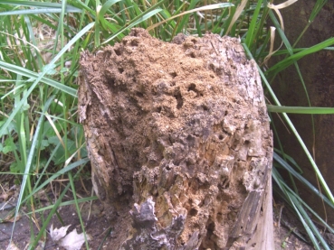 Lasius brunneus (Braune Holzameise)