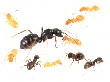 Lasius fuliginosus (Glänzendschwarze Holzameise)