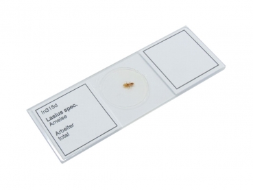 Micro-Präparat - Lasius spec. - In315d