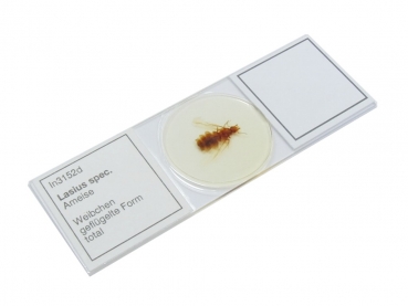 Micro-Präparat - Lasius spec. - Weibchen geflügelt - In3152d