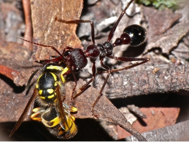 Myrmecia brevinoda