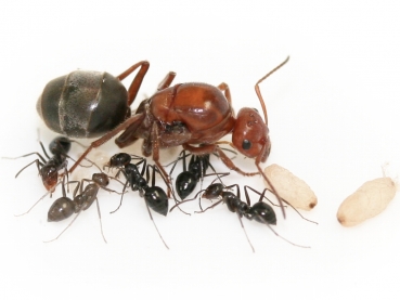 Myrmecocystus mimicus (Honigtopfameisen)