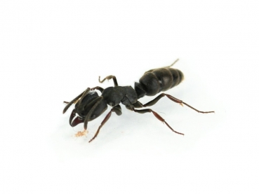 Ectomomyrmex spec. - Pachycondyla spec. aus Malaysia