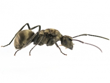 Polyrhachis wolfi (weaver ants)