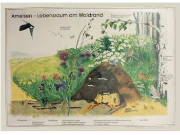 Poster: Ameisen - Lebensraum am Waldrand