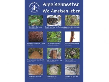 Poster: Ameisennester - Wo Ameisen leben - 50x70