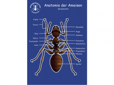 Poster: Anatomie der Ameisen - Draufsicht - 50x70