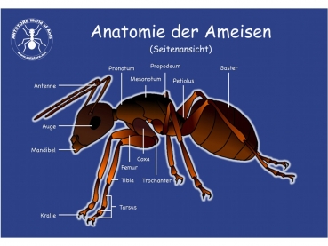 Poster: Anatomie der Ameisen - Seitenansicht - 70x50