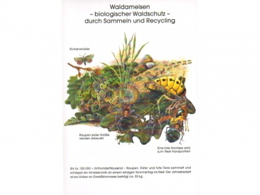 Poster: Waldameisen - biologischer Waldschutz