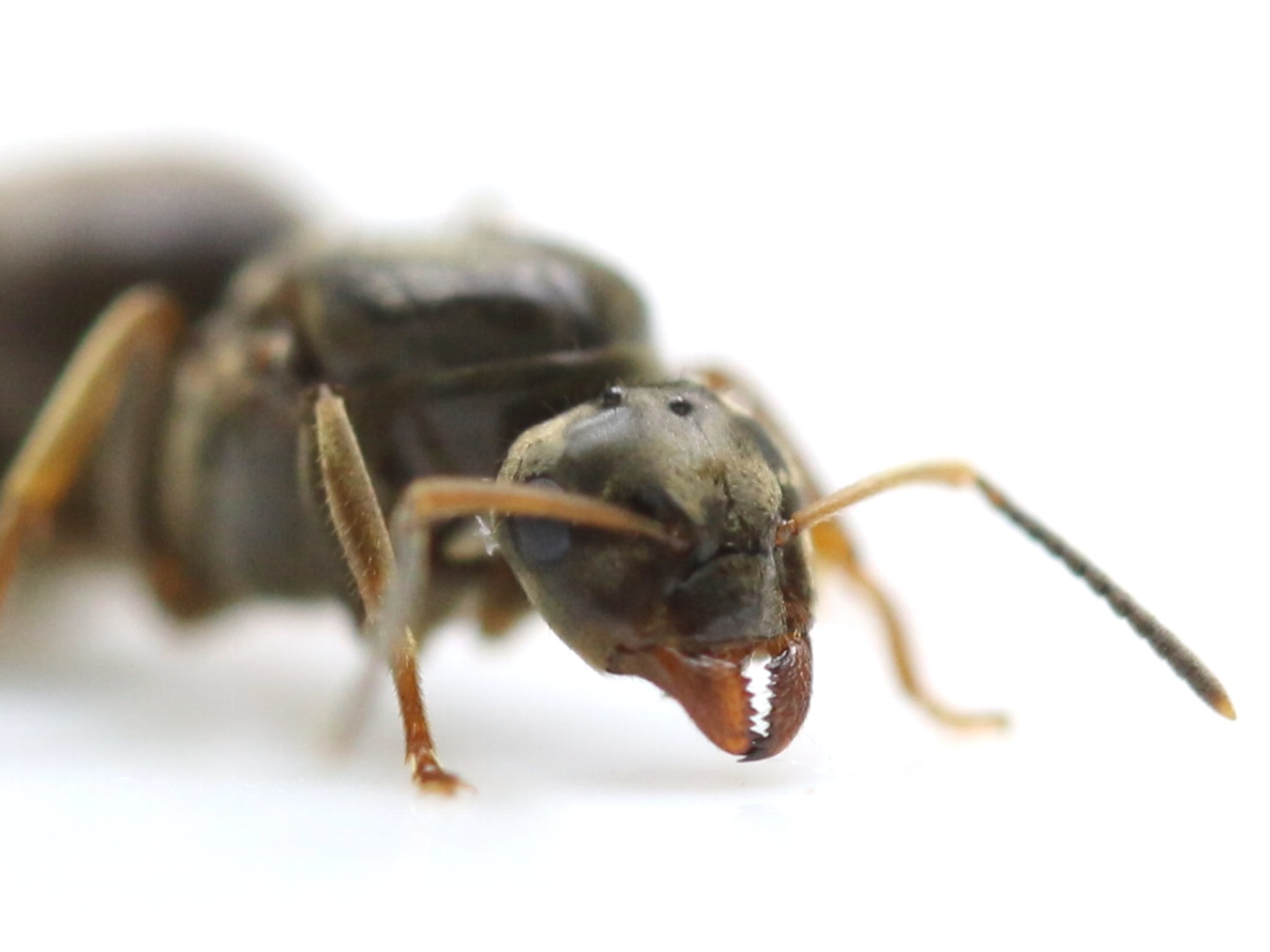 ANTSHOP - Switzerland - Ameisenshop - Ameisen kaufen - Lasius niger