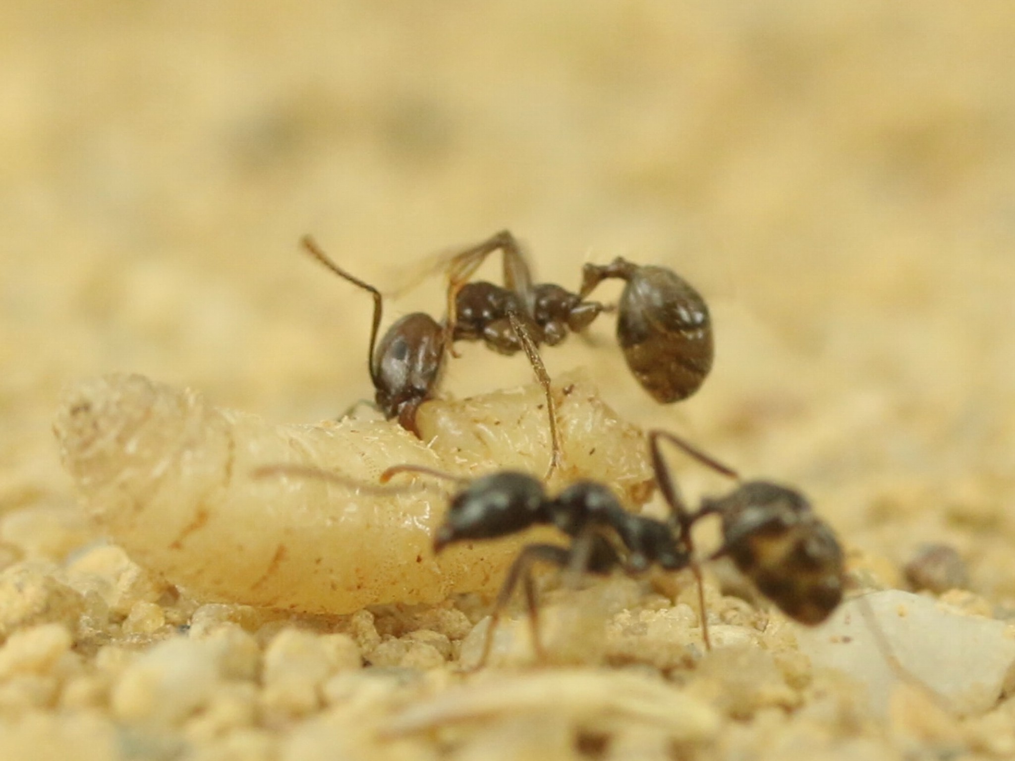 ANTSTORE - Ameisenshop - Ameisen kaufen - Schlauch transparent 14
