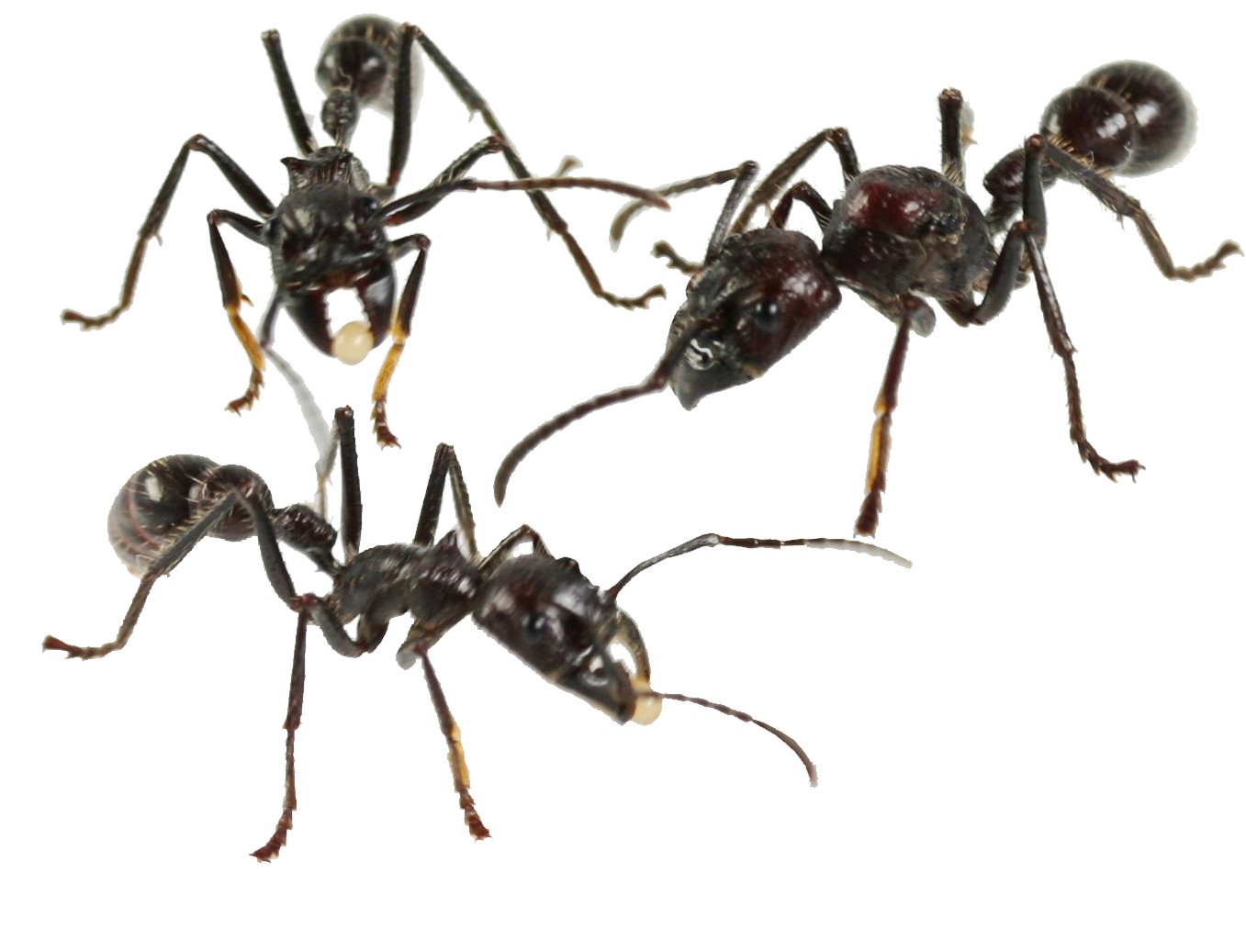 Switzerland Ameisen kaufen Paraponera clavata