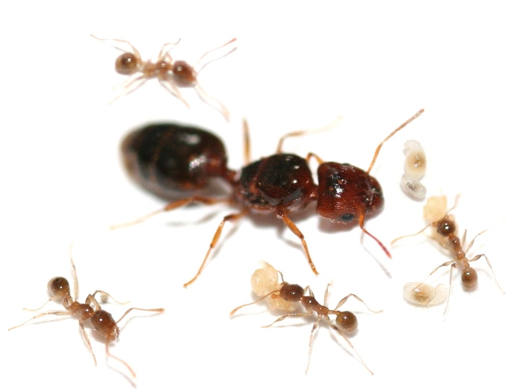 ANTSHOP - Switzerland - Ameisenshop - Ameisen kaufen - Pheidole pallidula