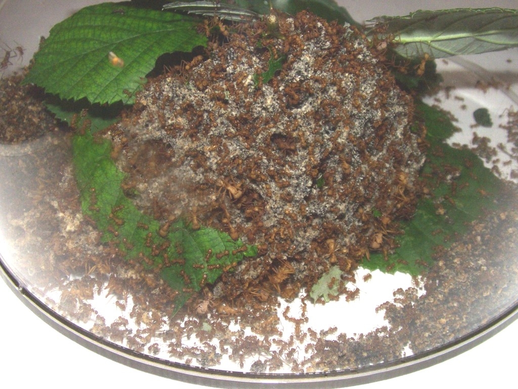 Acromyrmex cf. octospinosus